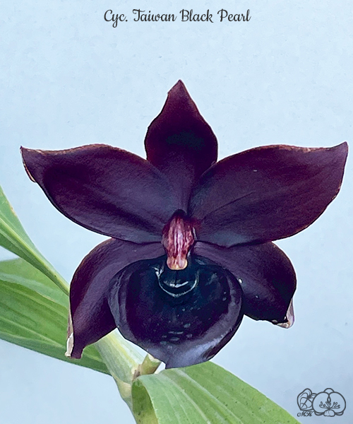 美琪園藝Miki Orchid - 品種詳細頁
